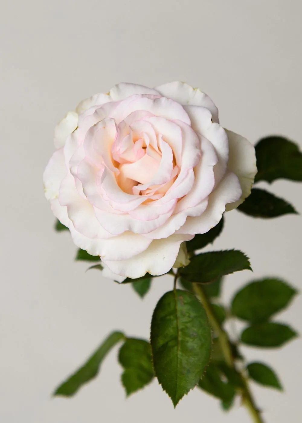 Moonstone™ Rose Potted