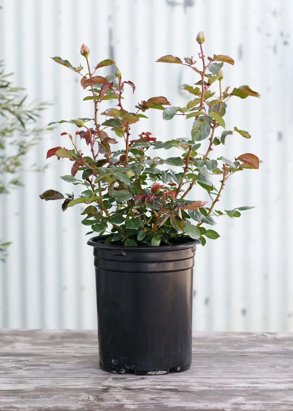 Moonstone™ Rose Potted