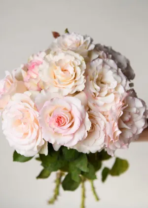 Moonstone™ Rose Potted