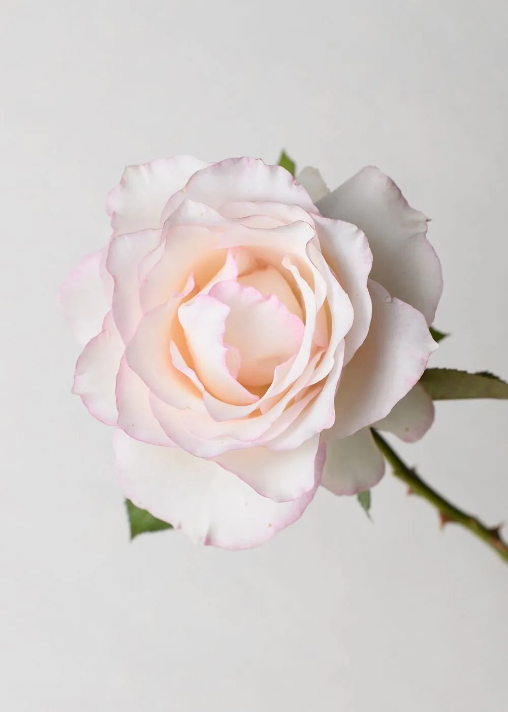 Moonstone™ Rose Potted